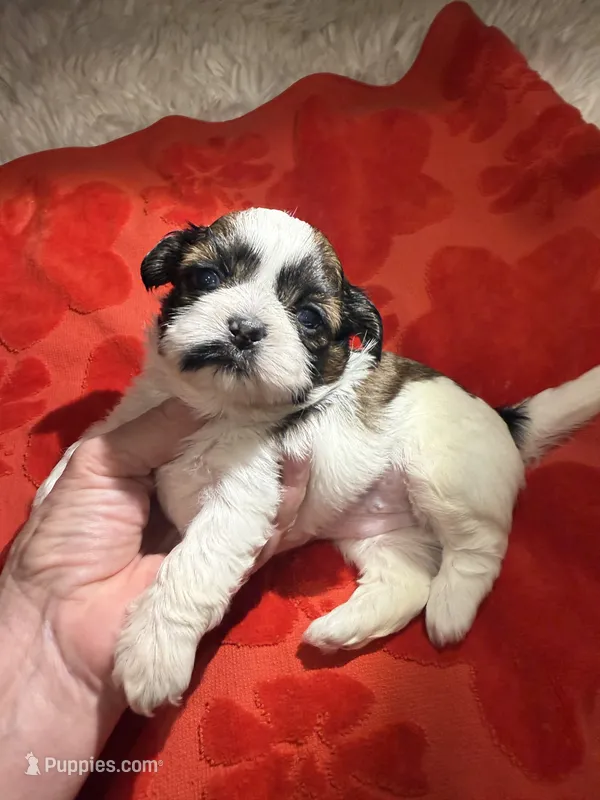 Akc honey 🍯  – Shih Tzu puppy for sale in Long Beach, CA
