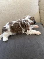 Male#1 champion, a male Shih Tzu for sale in Long Beach, CA – 4 of 4