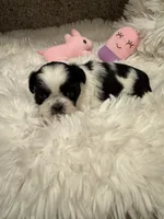 BabyGlamour AKC Champion, a female Shih Tzu for sale in Long Beach, CA – 4 of 5