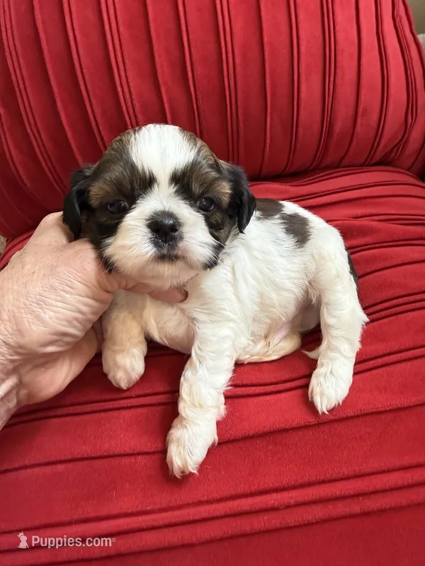 Ying yang Akc Champion Bloodline 🏆 – Shih Tzu puppy for sale in Long Beach, CA