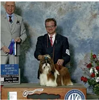 Bella AKC Champion 🏆, a female Shih Tzu for sale in Long Beach, CA – 5 of 9