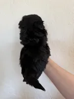 Male #4 Akc Champion 🏆, a male Shih Tzu for sale in Long Beach, CA – Photo 5 of 6