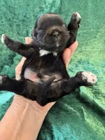 Male #4 Akc Champion 🏆, a male Shih Tzu for sale in Long Beach, CA – Photo 4 of 6