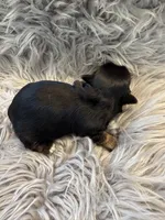 Male 3 AKC champion 🏆, a male Shih Tzu for sale in Long Beach, CA – Photo 5 of 6