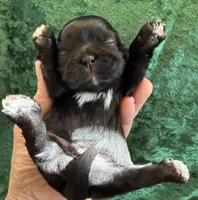 Male #4 Akc Champion 🏆, a male Shih Tzu for sale in Long Beach, CA – Photo 2 of 6