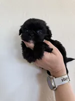 Male #4 Akc Champion 🏆, a male Shih Tzu for sale in Long Beach, CA – Photo 6 of 6