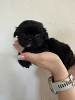 Male #4 Akc Champion 🏆, a male Shih Tzu for sale in Long Beach, CA – Photo 2 of 6