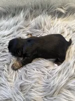 Male 3 AKC champion 🏆, a male Shih Tzu for sale in Long Beach, CA – Photo 6 of 6