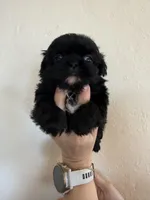 Male #4 Akc Champion 🏆, a male Shih Tzu for sale in Long Beach, CA – Photo 3 of 6