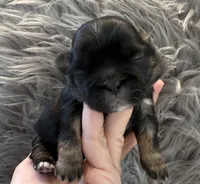 Male 3 AKC champion 🏆, a male Shih Tzu for sale in Long Beach, CA – Photo 1 of 6