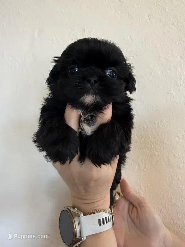 Male #4 Akc Champion 🏆 – Shih Tzu puppy for sale in Long Beach, CA