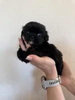 Male #4 Akc Champion 🏆, a male Shih Tzu for sale in Long Beach, CA – Photo 4 of 6