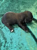 Male #4 Akc Champion 🏆, a male Shih Tzu for sale in Long Beach, CA – Photo 6 of 6