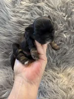 Male 3 AKC champion 🏆, a male Shih Tzu for sale in Long Beach, CA – Photo 2 of 6