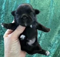 Male #4 Akc Champion 🏆, a male Shih Tzu for sale in Long Beach, CA – Photo 1 of 6