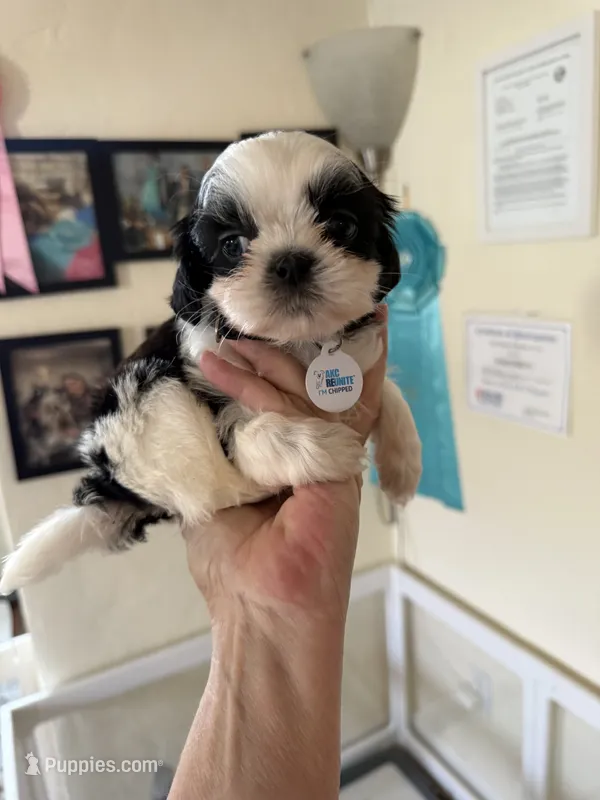 Domino AKC champion🏆 – Shih Tzu puppy for sale in Long Beach, CA