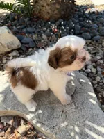 Maple Akc  Champion Bloodline , a female Shih Tzu for sale in Long Beach, CA – 5 of 9