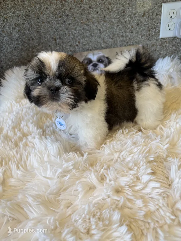 Leonard - AKC Cham... – Shih Tzu puppy for sale in Long Beach, CA