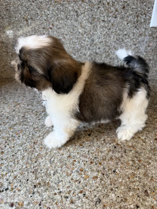 Leonard - AKC Cham... – Shih Tzu puppy for sale in Long Beach, CA