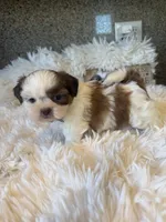 Honey  Akc  Champion Bloodline , a female Shih Tzu for sale in Long Beach, CA – 8 of 8
