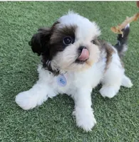 Akc, a male Shih Tzu for sale in Long Beach, CA – 3 of 8