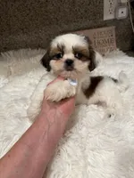 Biscuit Akc Champion 🏆, a male Shih Tzu for sale in Long Beach, CA – 6 of 9