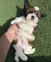 Akc, a male Shih Tzu for sale in Long Beach, CA – Photo 8 of 9