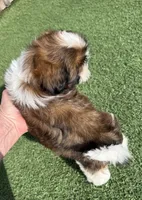 Akc, a male Shih Tzu for sale in Long Beach, CA – Photo 5 of 9