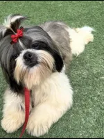 Akc, a male Shih Tzu for sale in Long Beach, CA – Photo 3 of 9