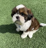 Akc, a male Shih Tzu for sale in Long Beach, CA – Photo 1 of 9