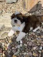 Akc, a male Shih Tzu for sale in Long Beach, CA – Photo 7 of 9