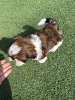 Akc, a male Shih Tzu for sale in Long Beach, CA – Photo 9 of 9