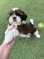 Akc, a male Shih Tzu for sale in Long Beach, CA – Photo 6 of 9