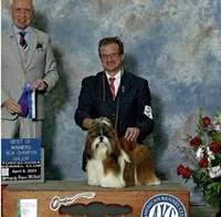 Akc, a male Shih Tzu for sale in Long Beach, CA – Photo 2 of 9