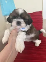 Akc, a male Shih Tzu for sale in Long Beach, CA – Photo 4 of 9