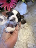 Akc honey 🍯 , a female Shih Tzu for sale in Long Beach, CA – 3 of 8