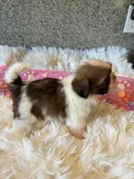Akc Winnie , a female Shih Tzu for sale in Long Beach, CA – 5 of 7