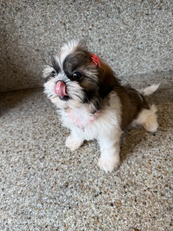 AKC Minnie - Champion Bloodline🏆 – Shih Tzu puppy for sale in Long Beach, CA