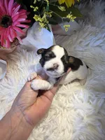 Akc honey 🍯 , a female Shih Tzu for sale in Long Beach, CA – 4 of 8