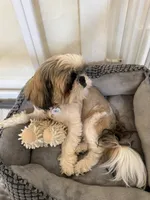 Winston Akc  Champion 🏆, a male Shih Tzu for sale in Long Beach, CA – 4 of 6