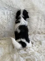 Domino AKC champion🏆, a male Shih Tzu for sale in Long Beach, CA – 3 of 7