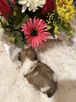 AKC Minnie - Champion Bloodline🏆, a female Shih Tzu for sale in Long Beach, CA – 4 of 9