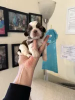Male #2 Akc 🏆, a male Shih Tzu for sale in Long Beach, CA – 5 of 7