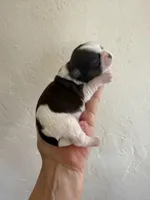 Male #1 Akc , a male Shih Tzu for sale in Long Beach, CA – Photo 5 of 7