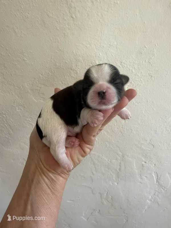 Male #1 Akc  – Shih Tzu puppy for sale in Long Beach, CA