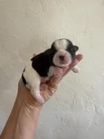 Male #1 Akc , a male Shih Tzu for sale in Long Beach, CA – Photo 1 of 7