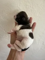 Male #1 Akc , a male Shih Tzu for sale in Long Beach, CA – Photo 4 of 7