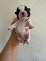 Male #1 Akc , a male Shih Tzu for sale in Long Beach, CA – Photo 3 of 7