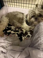 Male #1 Akc , a male Shih Tzu for sale in Long Beach, CA – Photo 7 of 7