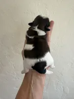 Male #1 Akc , a male Shih Tzu for sale in Long Beach, CA – Photo 6 of 7